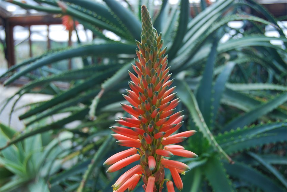 Aloe arborescens