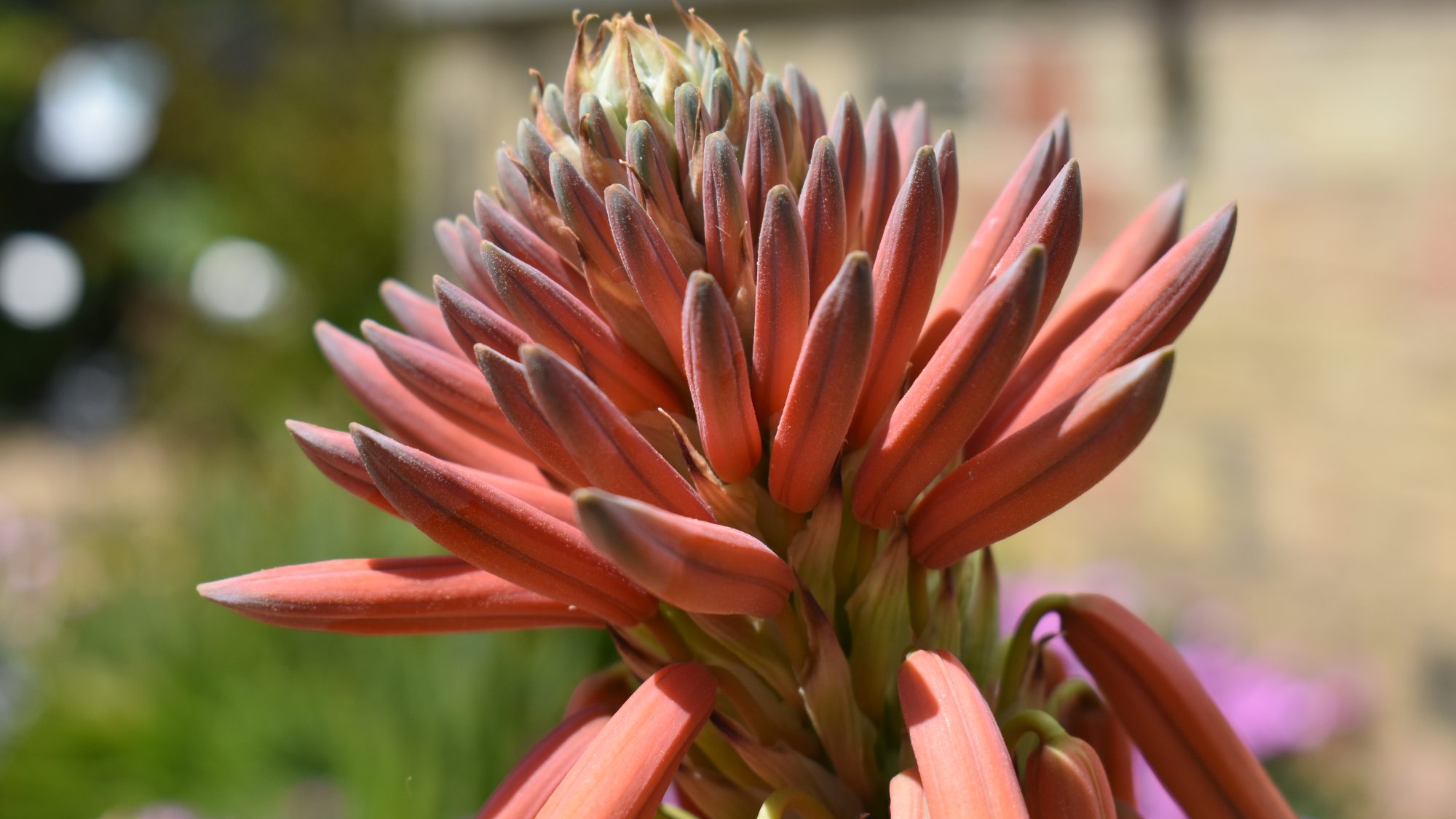 Spiky coral flowerhead.
