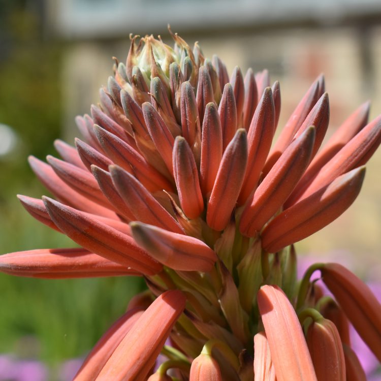 Aloe polyphylla