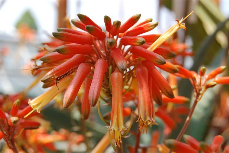 Aloe rabaiensis
