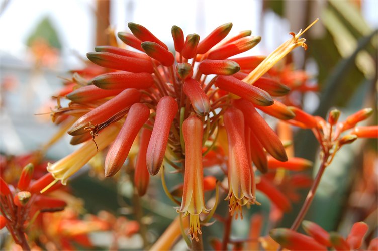 Aloe rabaiensis
