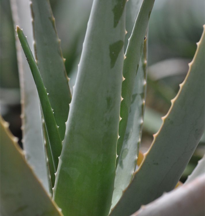 Aloe vera