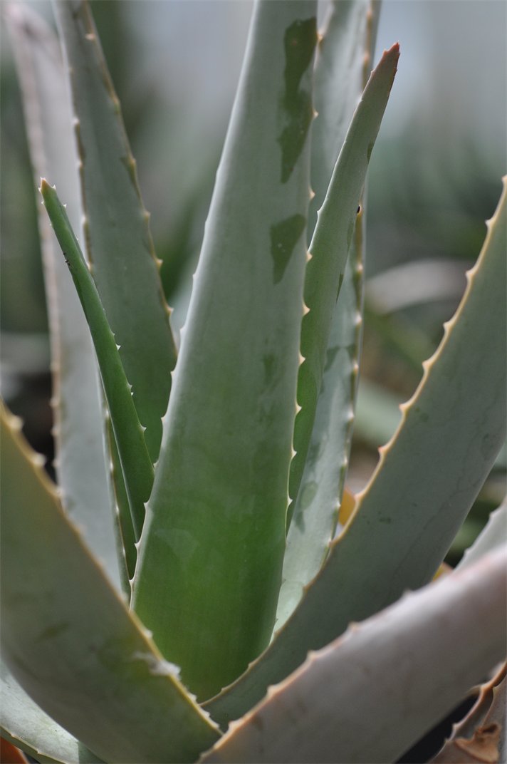 Aloe vera