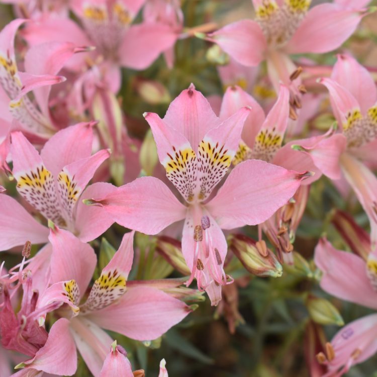 Alstroemeria hookeri