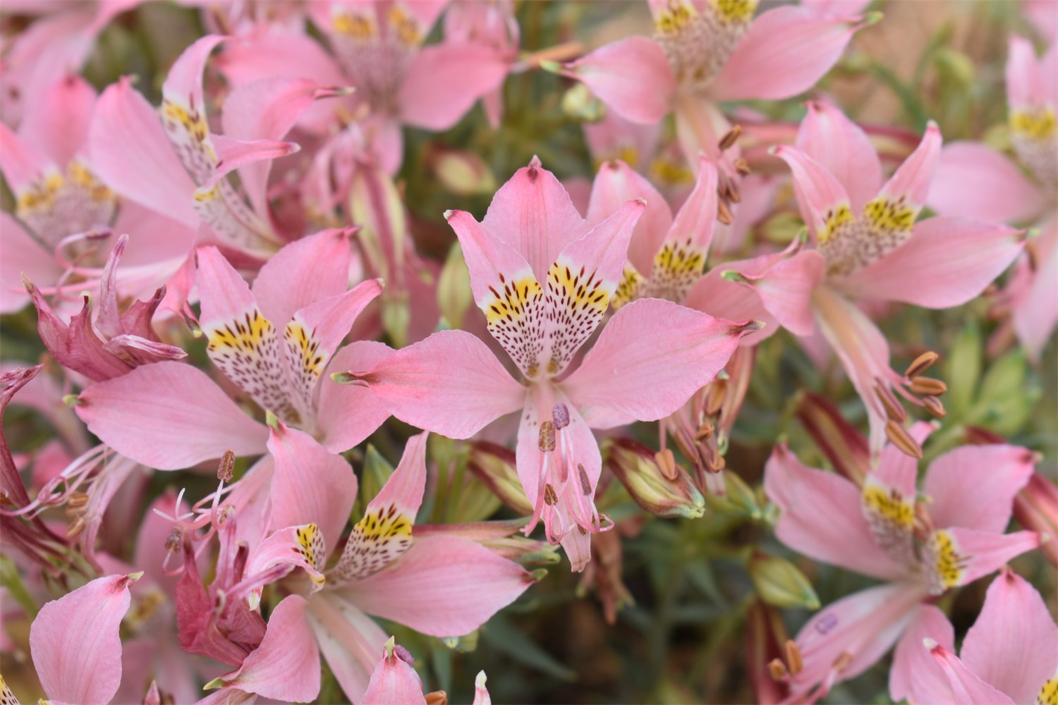 Alstroemeria hookeri