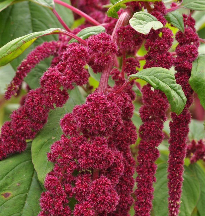 Amaranthus caudatus