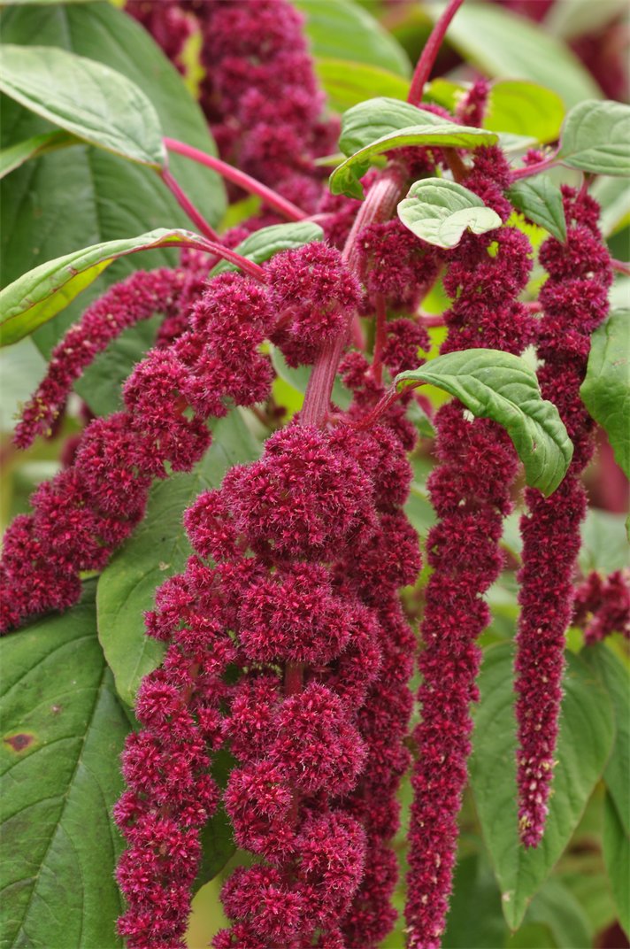 Pendent, red, catkin-like flowers.