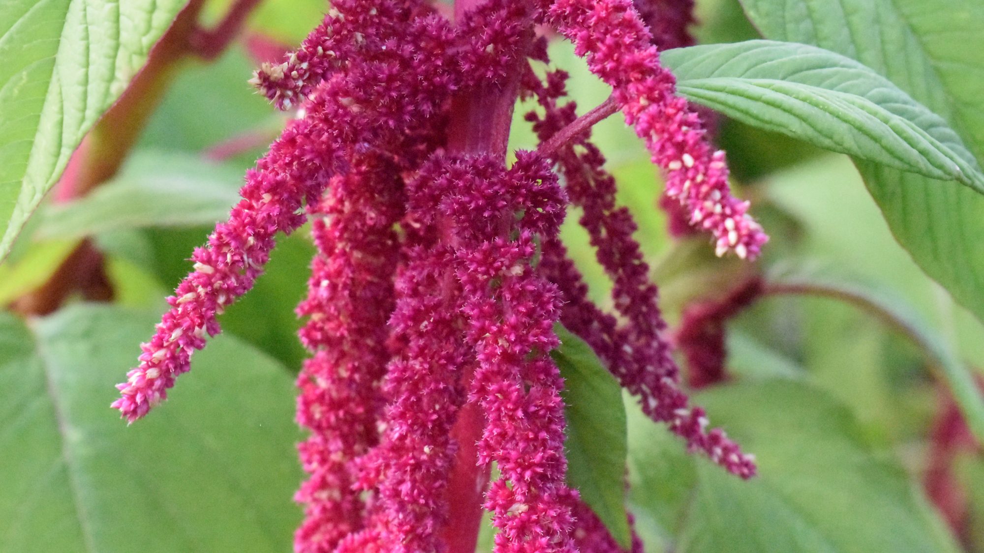 Pendent, red, catkin-like flowers.