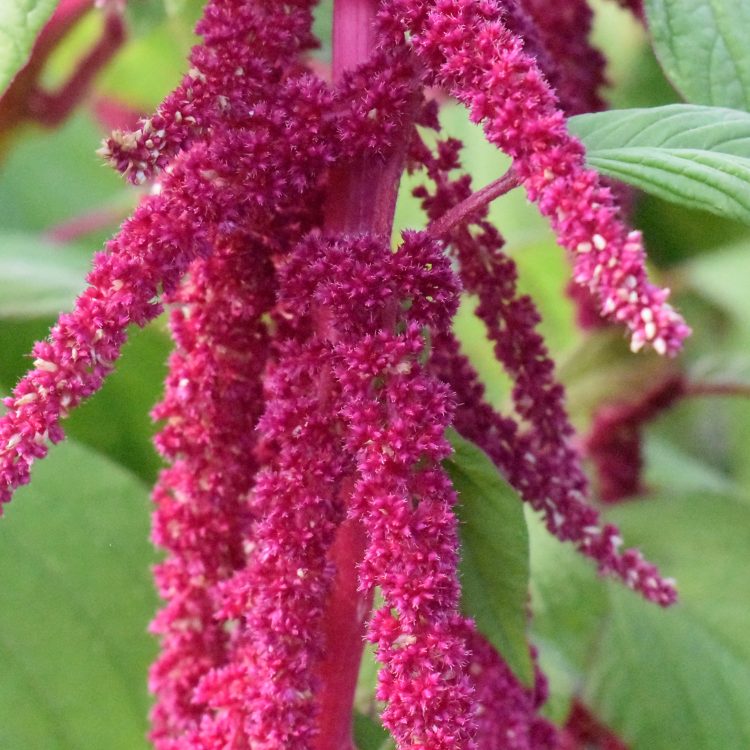 Amaranthus caudatus