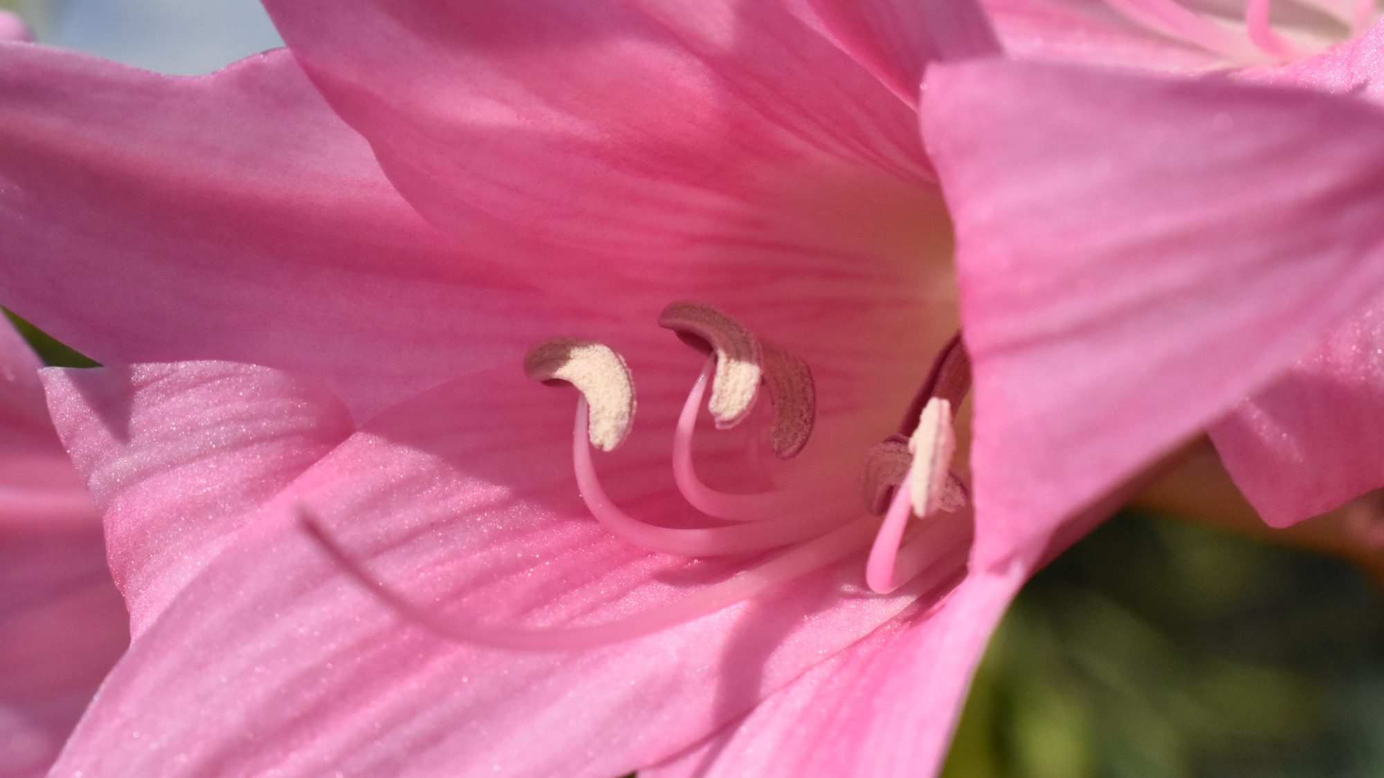 Amaryllis belladonna