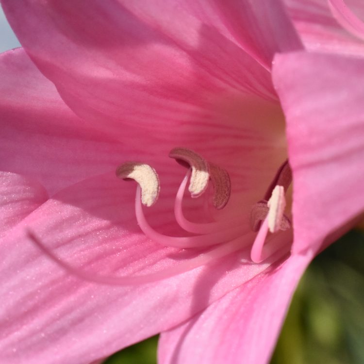 Amaryllis belladonna