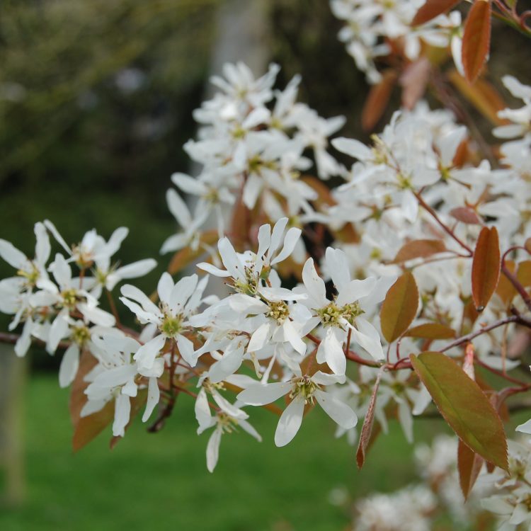 Amelanchier lamarckii
