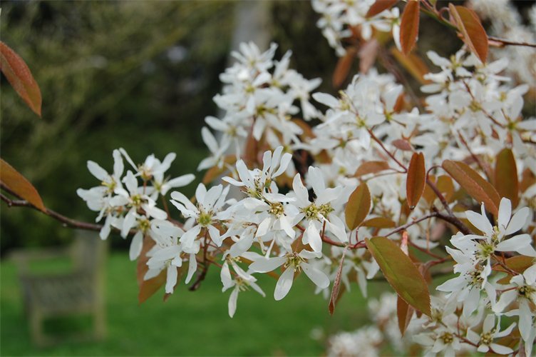 Amelanchier lamarckii
