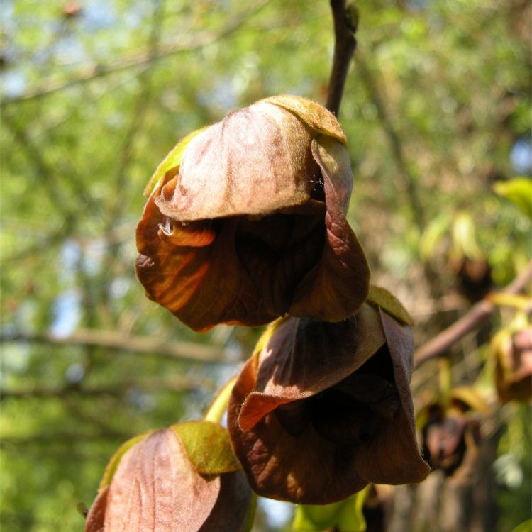 American Pawpaw