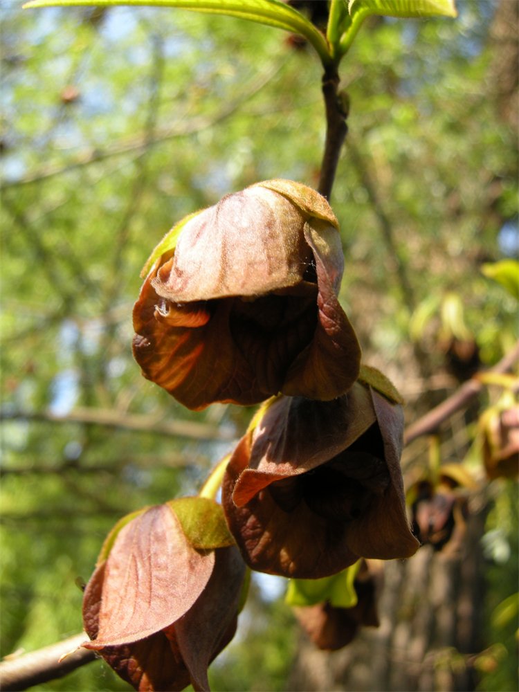 American Pawpaw
