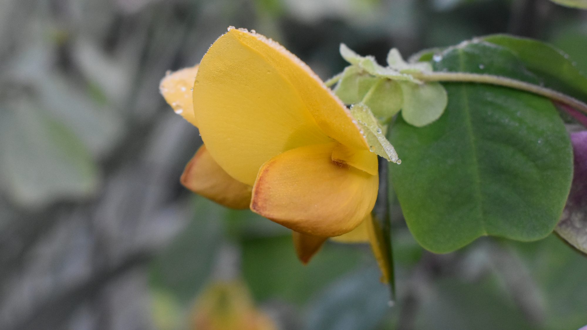 Yellow pea-like flower.