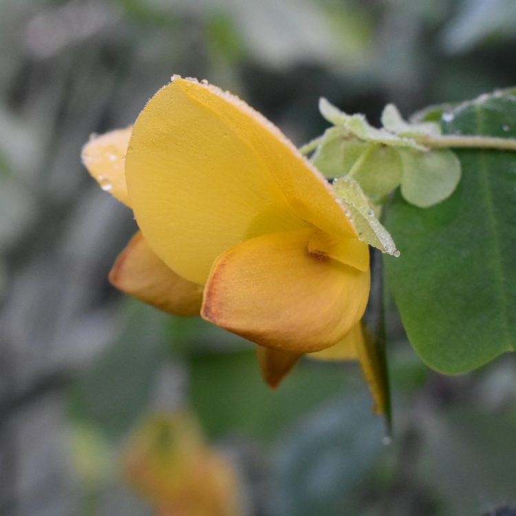 Amicia zygomeris