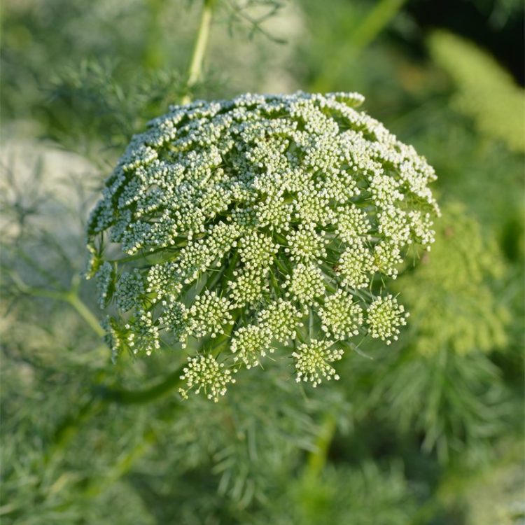 Ammi visnaga