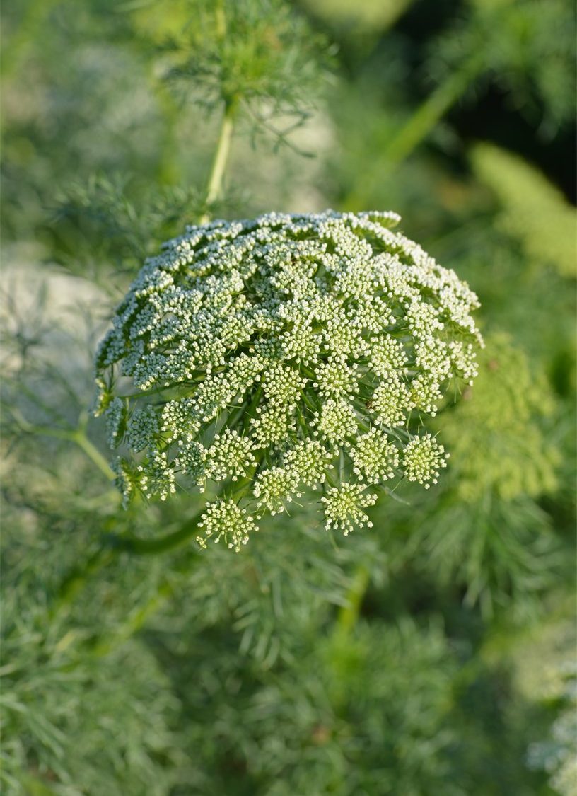Ammi visnaga