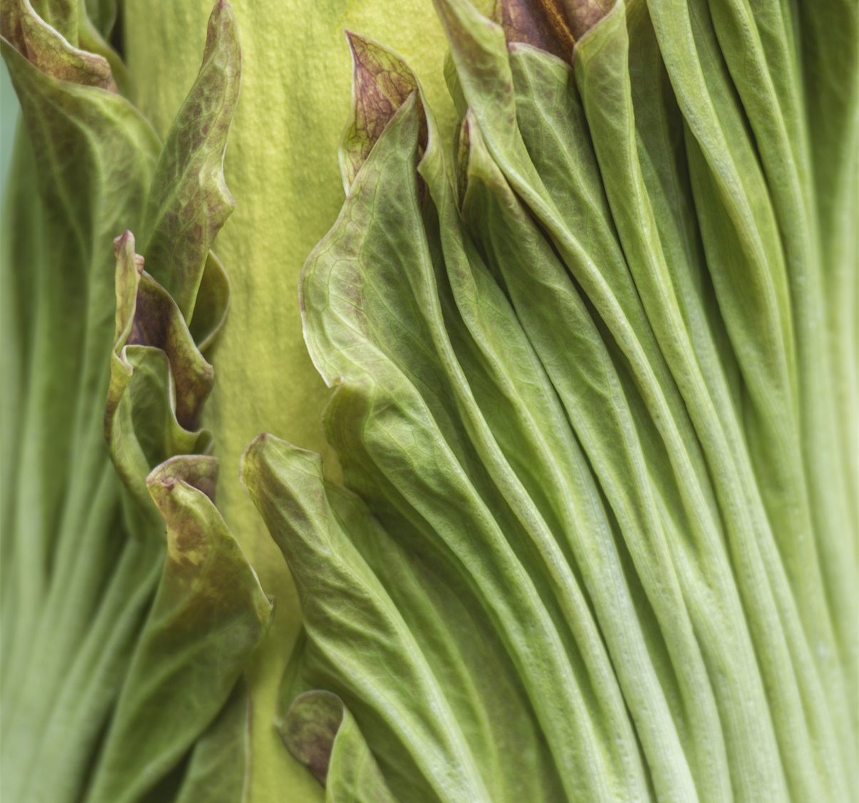 Amorphophallus titanum