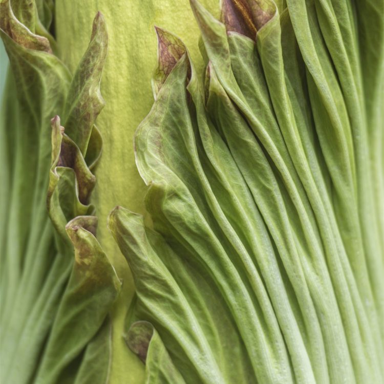 Amorphophallus titanum