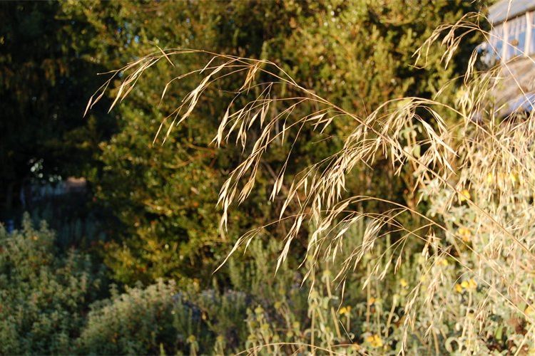 Ampelodesmus mauritanicus