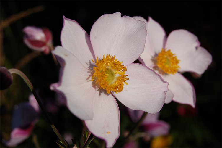Anemone x hybrida 'Königin Charlotte'