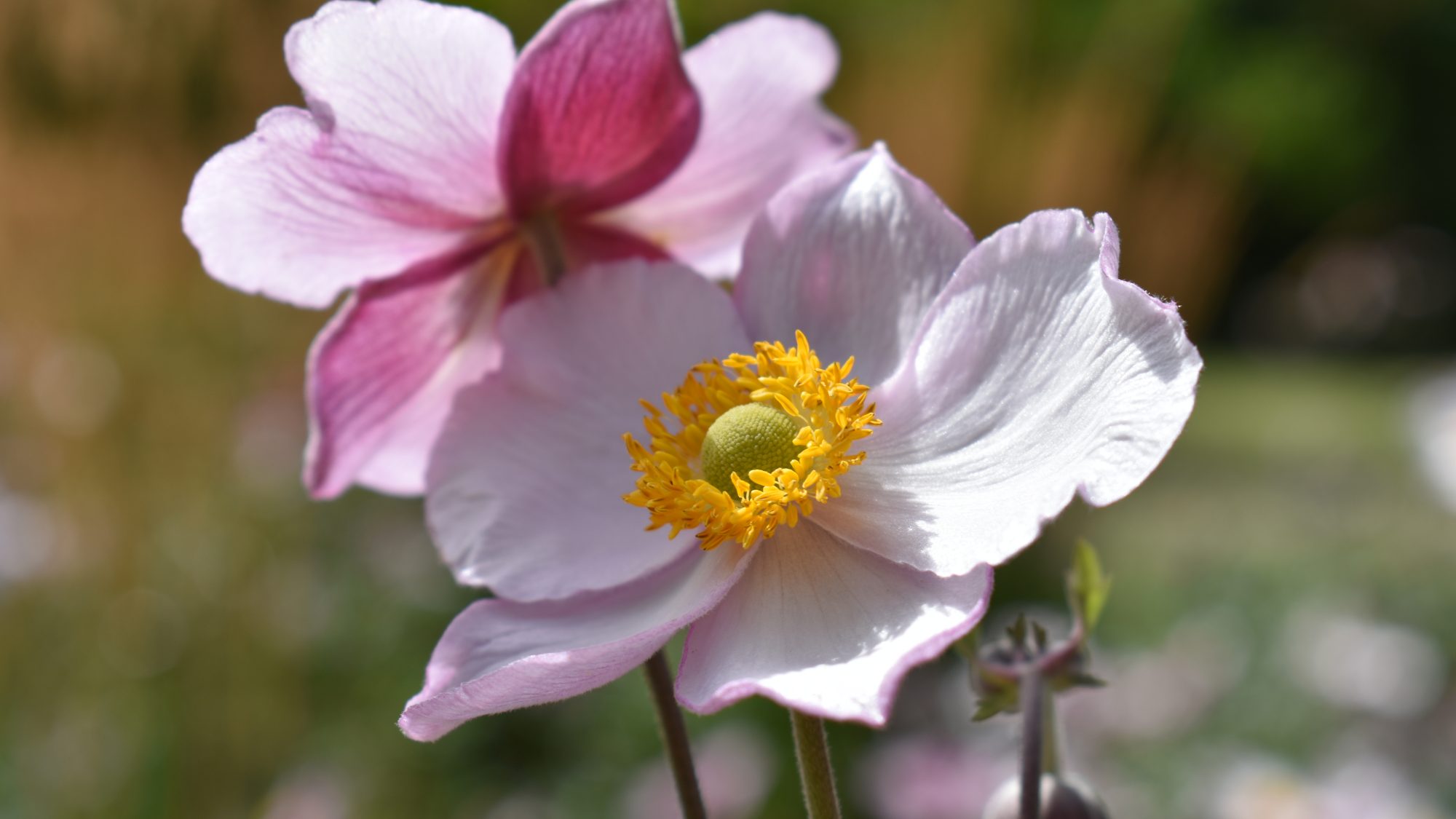 Anemone x hybrida 'Robustissima'