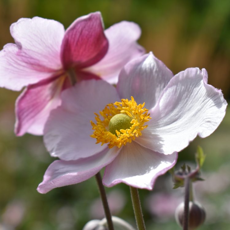 Anemone x hybrida ‘Robustissima’