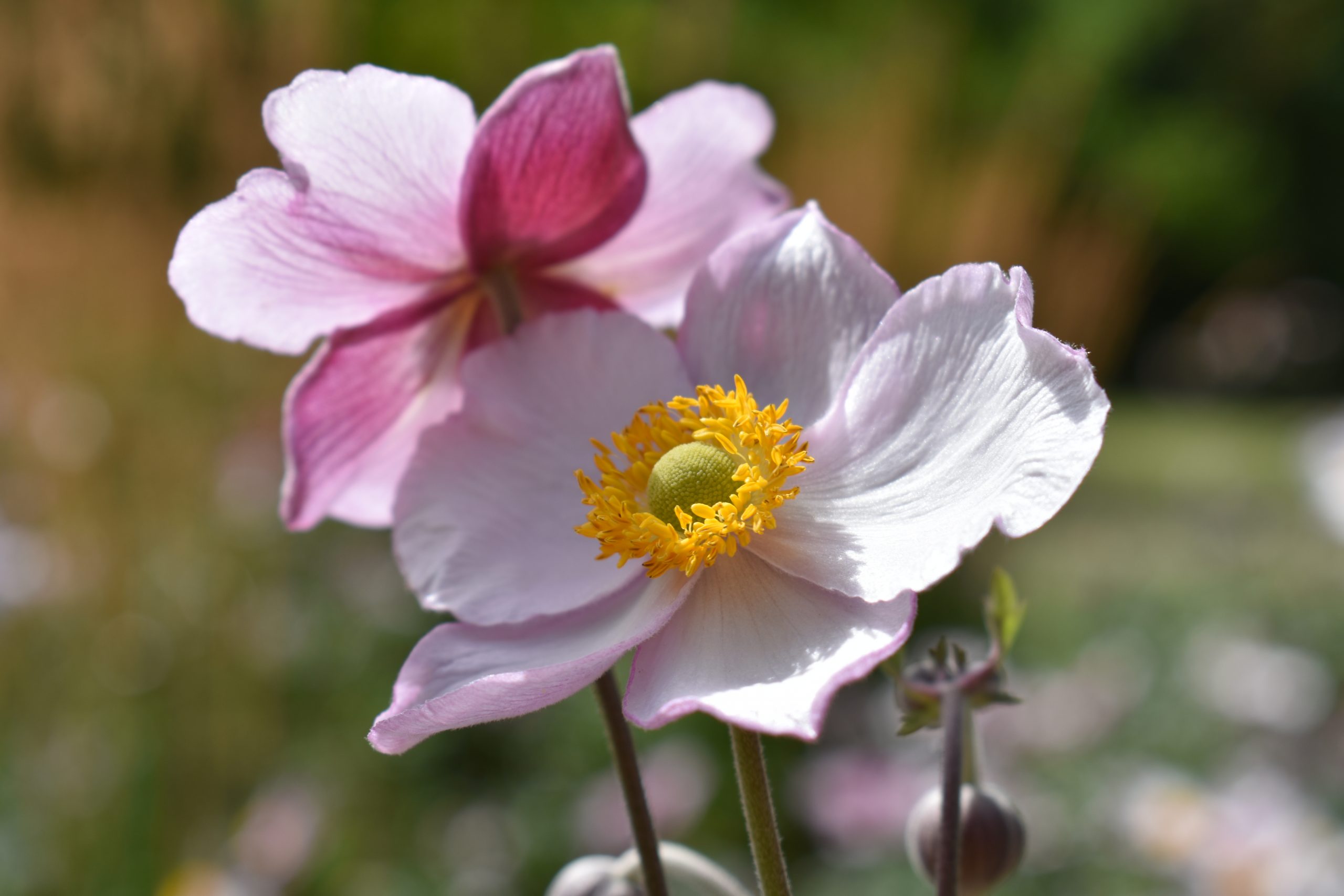 Anemone x hybrida 'Robustissima' - Cambridge University Botanic Garden