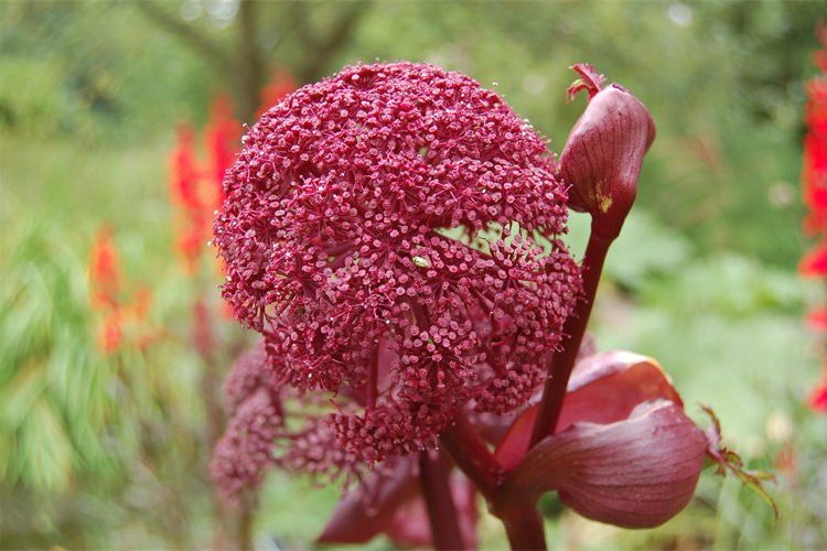 Angelica gigas