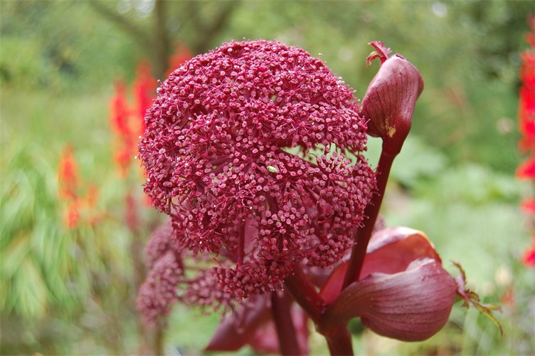 Angelica gigas