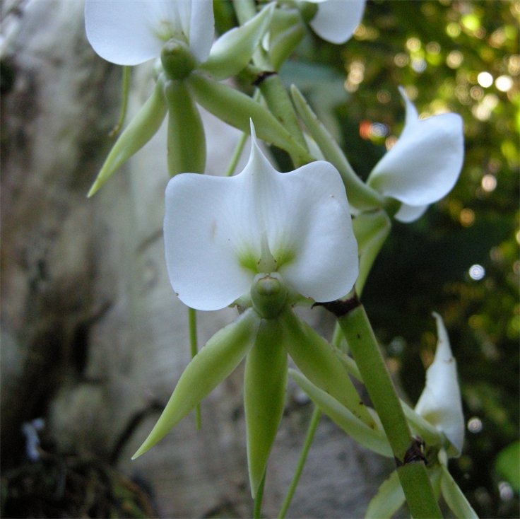 Angraecum eburnuem