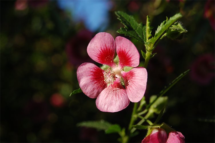 Anisodontea capensis
