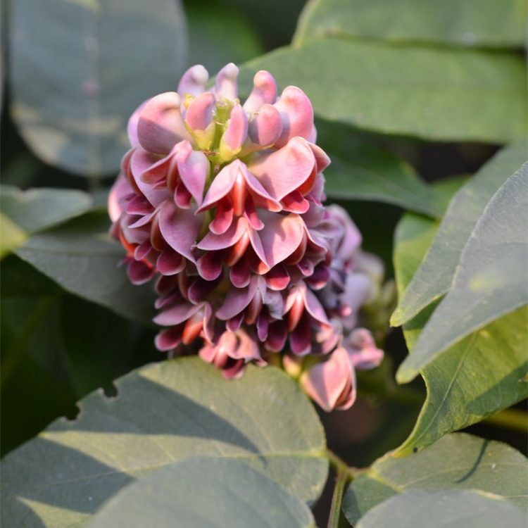 Apios Americana