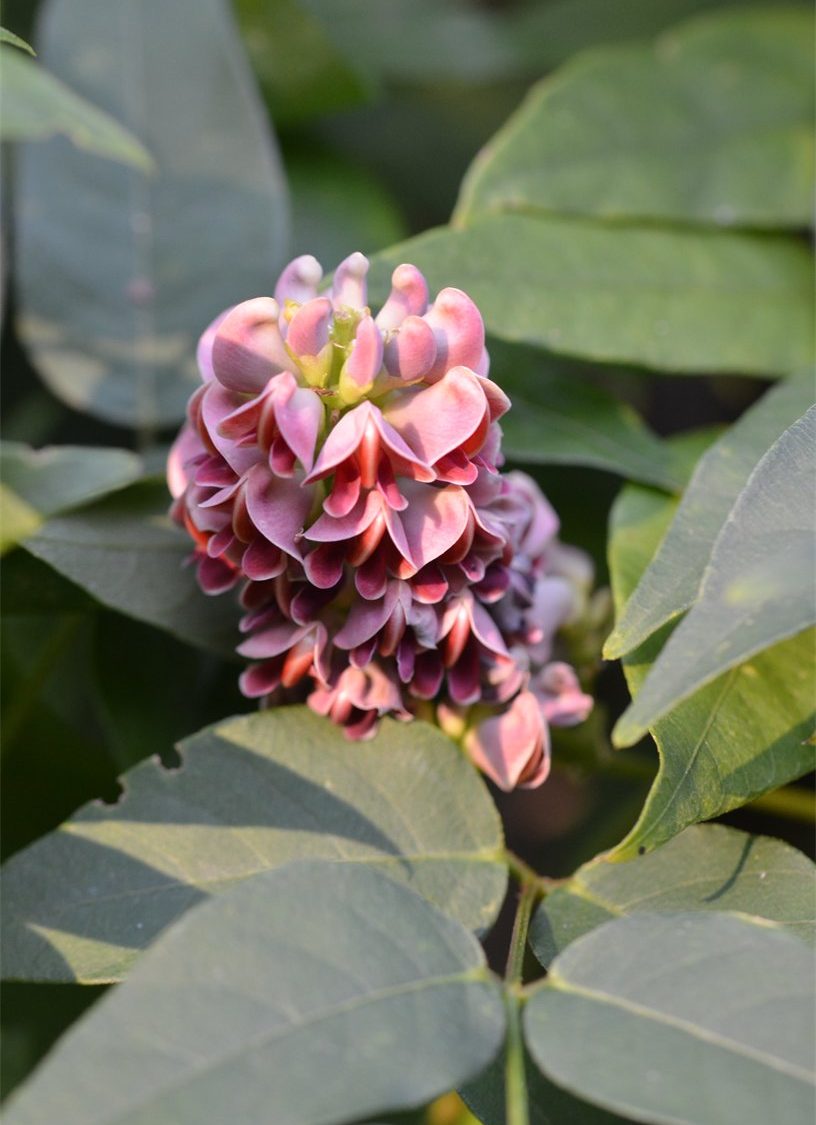 Apios Americana