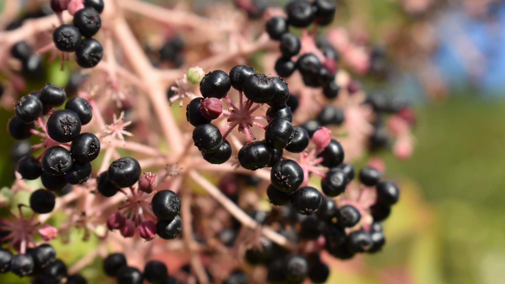 Aralia elata