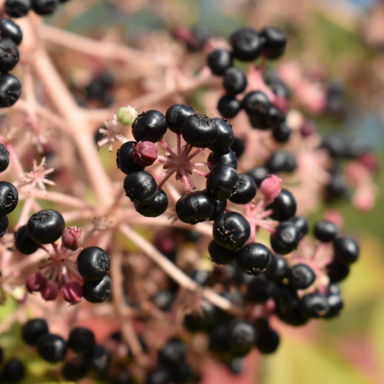 Aralia elata
