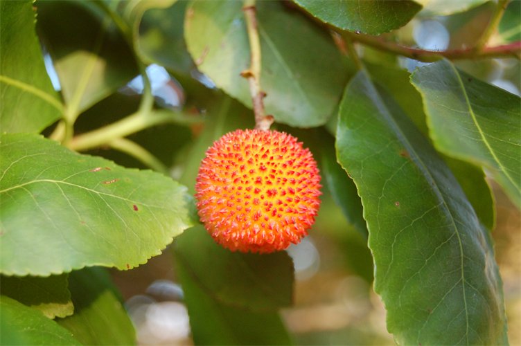 Spherical orange and red fruit.