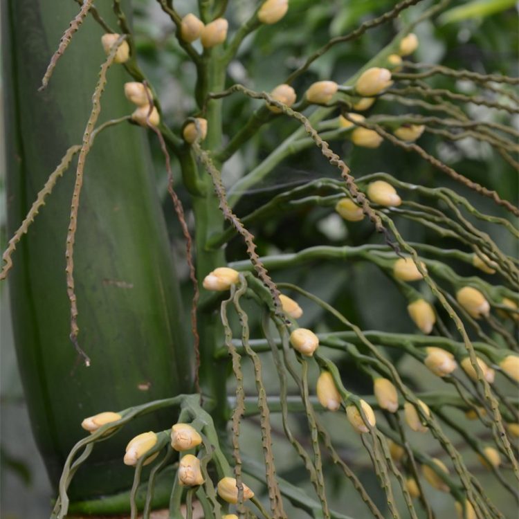Areca catechu