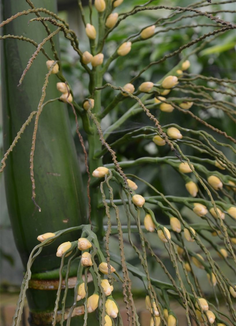 Areca catechu