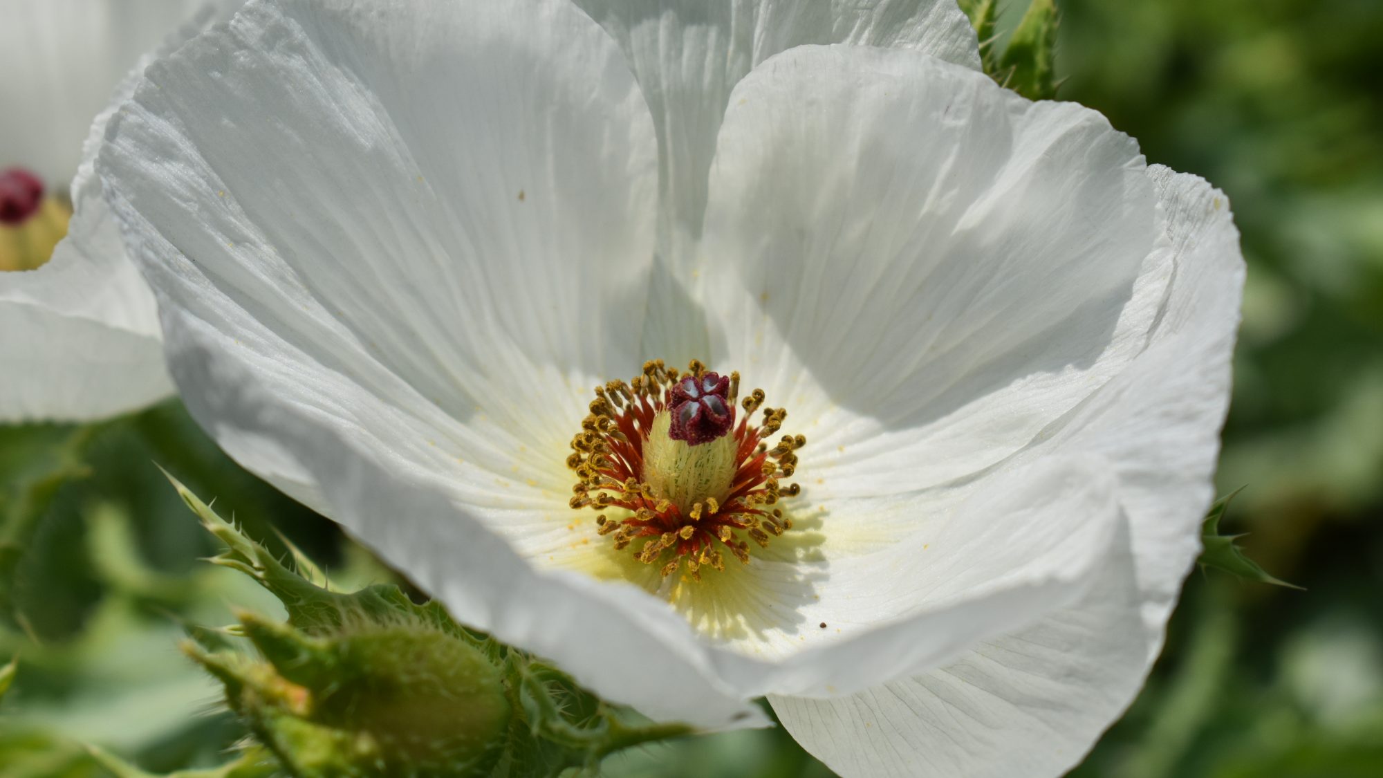 Open white flower with tissue-like petals.