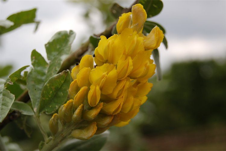 Argyrocytisus battandieri