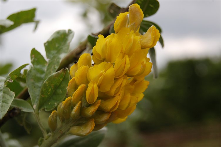 Argyrocytisus battandieri