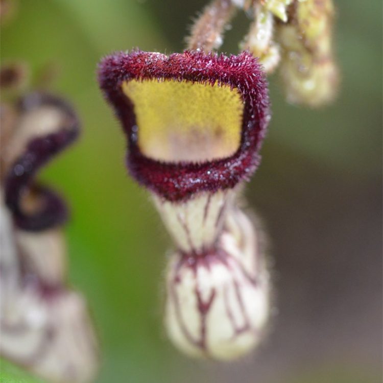 Aristolochia cathcartii