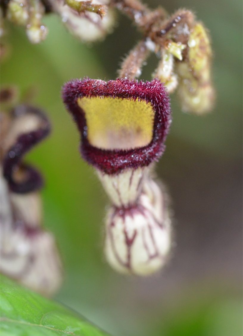 Aristolochia cathcartii