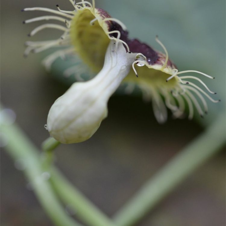 Aristolochia fimbriata