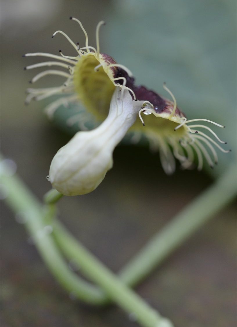 Aristolochia fimbriata
