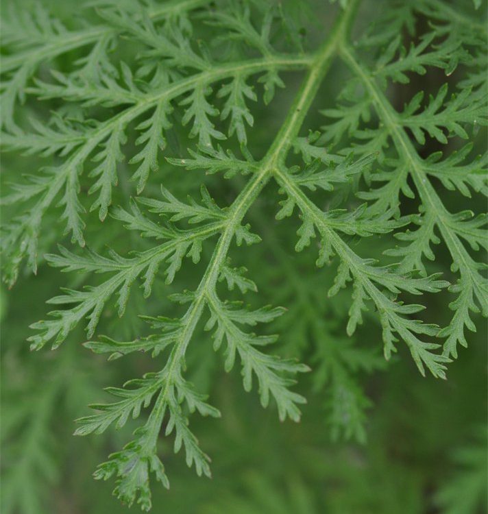 Artemisia annua (sweet wormwood)