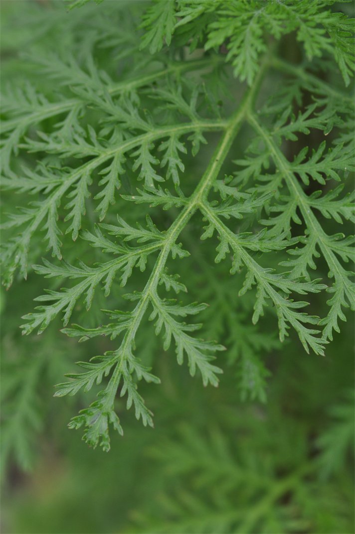 Artemisia annua
